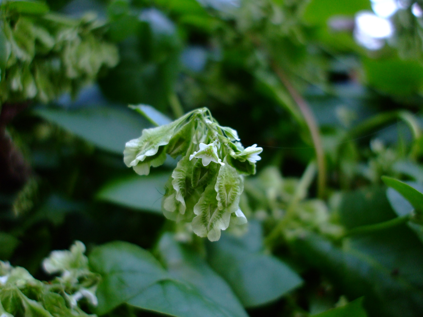 Polygonum scandens